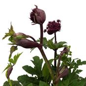 Potted Angelica Archangelica Plant image