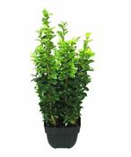 Potted Box Hedging Buxus Sempervirens image