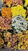 Chrysanthemum Garden Mum Plants image