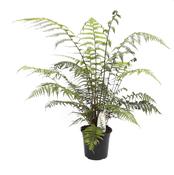 Tree Fern Dicksonia Antarctica Plant (5L Pot) image