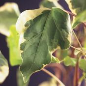 Hedera algeriensis Gloire de Marengo
