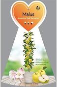Columnar Apple Tree (Gold Sensation) 5L Pot