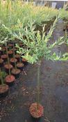 Dwarf Flamingo Willow Tree (5L Pot) image