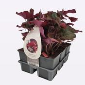 Heuchera Micrantha (6 Pack)
