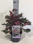 Heuchera Plant 'Hip Hip Hooray' (2L Pot) image