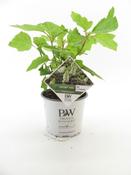 Hydrangea Gatsby Girl – Compact Oakleaf Hydrangea