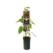 Kiwi Plants Jenny (2L Pot) image