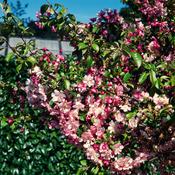 Crab Apple Tree (Malus Sylvestris)