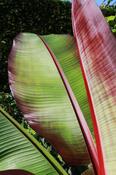 Banana Ensete ventricosum Maurelii Plant