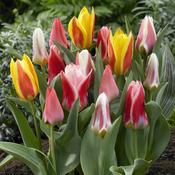 Dwarf Tulip Bulbs Mixed (12 Pack) image