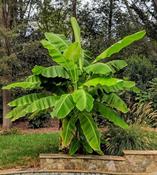 Potted Banana Musa Basjoo Plant image