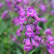 Purple Penstemon Plant (2L Pot) image
