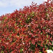 Photinia Red Robin Plant image