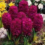 Hyacinth Woodstock (3 Bulbs) image