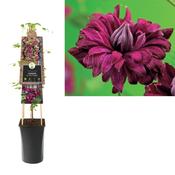 Clematis Purpurea Plena Elegans