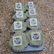 Raoulia australis ‘Lutescens’ – Silver Mat