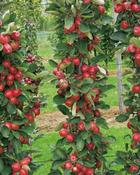 Columnar Apple Tree (Red Sensation) 5L Pot