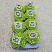 Sagina Subulata Plant Light Green (1L Pot) image