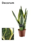Variegated Snake Plant (14cm Pot) image