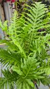 Silver Lady (Blechnum Gibbum) Fern Plant (12cm Pot) image