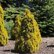Thuja occidentalis ‘Smaragd’ – Emerald Green Arborvitae