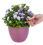 Dead Head Snips