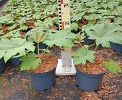 Tetrapanax papyrifer Plant image