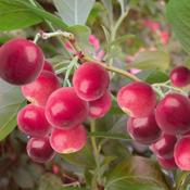 Pink Lemonade Blueberry Plants (Vaccinium Corymbosum) image