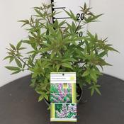 Chaste tree (Vitex agnus-castus) image