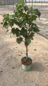 Grape vine on stem 'Vitis vinifera' Lambrusco image