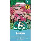 Achillea Seeds (Summer Berries)