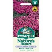 Aubrieta Seeds (Rich Rose)