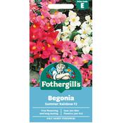 Begonia Seeds (Summer Rainbow)