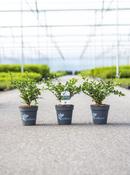 Buxus Betterbuxus Heritage | Box Blight Resistant Boxwood image