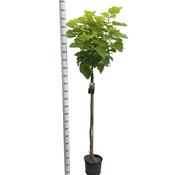Catalpa bignonioides Aurea – Golden Indian Bean Tree image