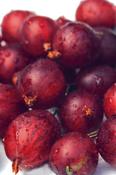 Gooseberry - Ribes nidigrolaria Josta image