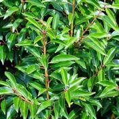 1 x Bare Root Portuguese Laurel Plants (1 - 2ft) PRE-ORDER image