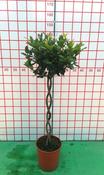 Bay Tree | Laurus Nobilis on double spiral Stem image