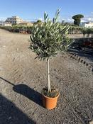 Standard Olive Tree Europaea 110cm image