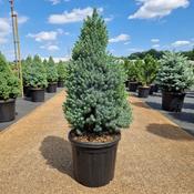 Alberta Spruce 'Sander's Blue' – Picea glauca var. albertiana image