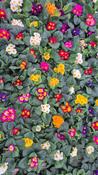 Irish Primrose Plant image