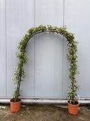 Photinia Red Robin Garden Arch