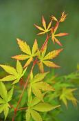Japanese Acer Tree Sango Kaku image