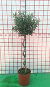 Olive Tree | Olea Europaea on spiral Stem image