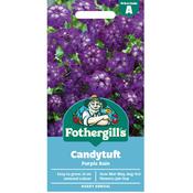 Candytuft Seeds (Purple Rain) image