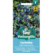 Cerinthe Seeds (Major Purpurascens) image