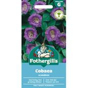 Cobaea Seeds (Scandens) image