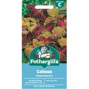 Coleus Seeds (Flame Dancers) image
