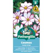 Cosmos Seeds (Candy Stripe) image