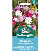 Cosmos Seeds (Dwarf Candyfloss) image